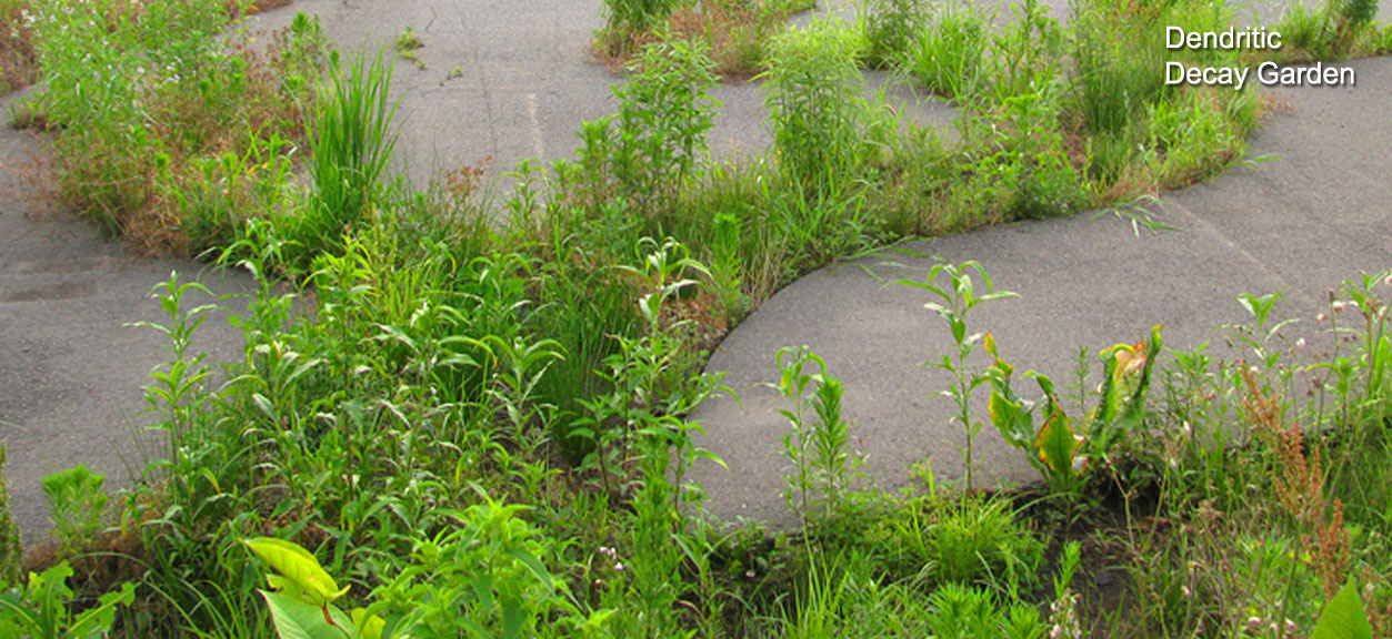 Dendritic Decay Garden