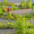 Dendritic Decay Garden